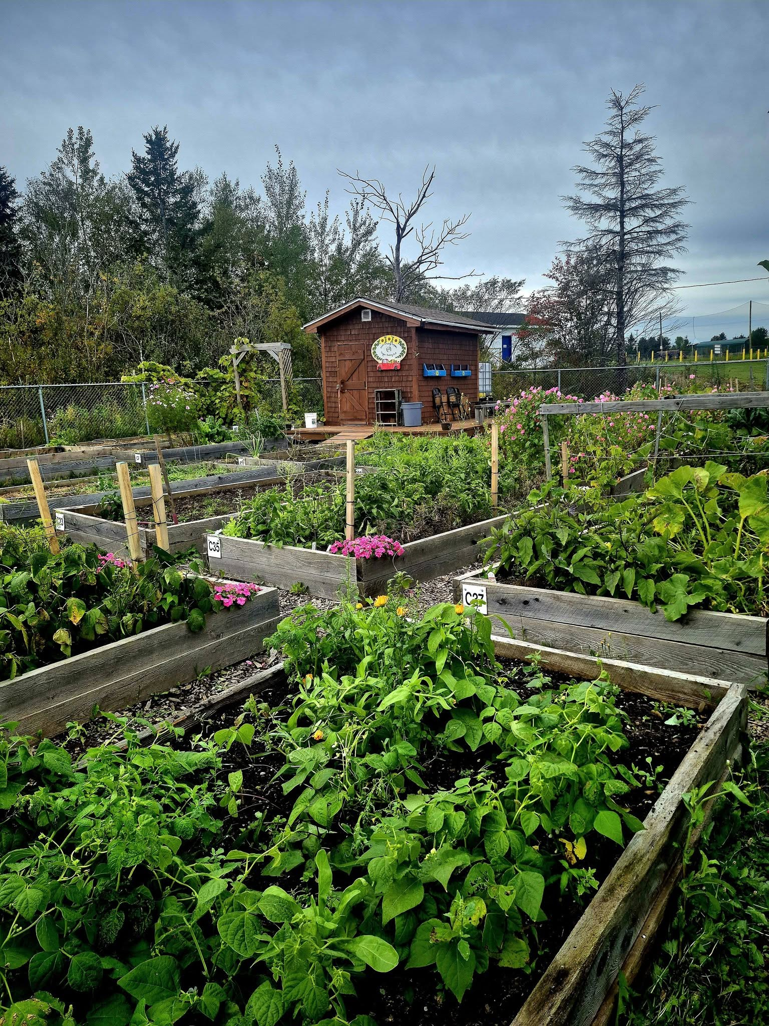 Jardins surélevés et légumes au Jardin communautaire du Grand Shediac